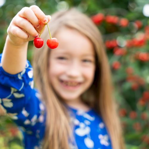 A person in a blue floral shirt holds two cherries, smiling, with a background of blurred greenery and more cherries.